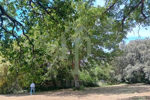 Helårsgrund i Ostuni, Brindisi, Ostuni - € 410.000 | Ref: Terreno Rella14 - foto 6